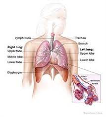 Ageing And The Cardiorespiratory System Physiopedia