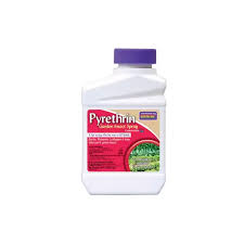 Image result for Pyrethrin