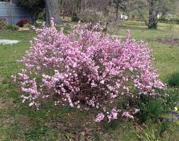 We did not find results for: Prunus Glandulosa Flowering Almond North Carolina Extension Gardener Plant Toolbox