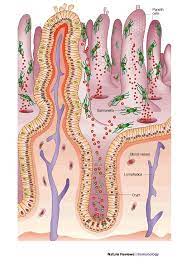 Paneth Cells Biology Notes Patient History Histology Slides