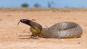 Inland Taipan Australian Geographic