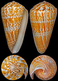 Image result for Chionodes continuellus