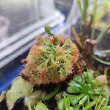 Image result for Drosera burkeana