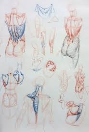 Espalda Human Anatomy Drawing Figure Drawing Anatomy Art