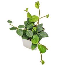 Image result for Duosperma quadrangulare