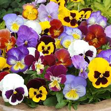 Pansies Pansies Flowers Flower Seeds Pansies
