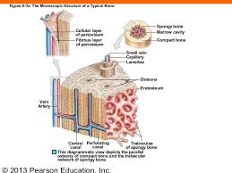 Bones of *important bone terminology: 163 Ch 06 Lecture Presentation
