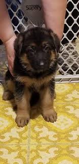 Both parents are dm clear so the puppies. German Shepherd Dog Puppy Dog For Sale In Wisconsin Rapids Wisconsin