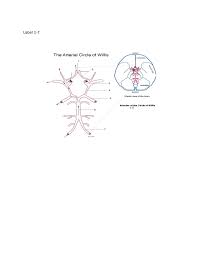 An anterior communicating (acom) artery connects the 2 anterior cerebral arteries, 1 from each side of. Solved Label 1 7 The Arterial Circle Of Willis 3 Podonce Chegg Com