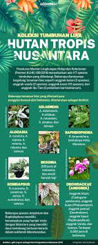 Jenis bunga segar tersebut yang kami lampirkan di bawah ini : Berburu Tumbuhan Liar Di Hutan Demi Tren Tanaman Hias