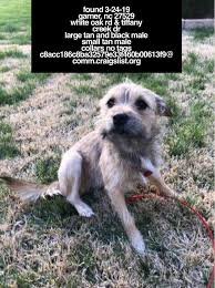 Founddog 3 24 19 Garner Nc 27529 White Oak Rd Tiffany Creek Dr Large Blackandtan Male Small Tan Male Whiteches Losing A Dog Find Pets Black And Tan
