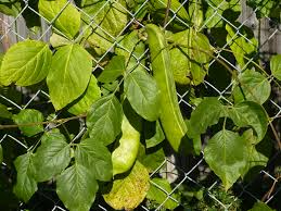 Image result for Canavalia gladiata