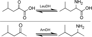 Des rencontres d'une richesse karine vanasse ретвитнул(а) floris. Development Of An Amine Dehydrogenase For Synthesis Of Chiral Amines Abrahamson 2012 Angewandte Chemie International Edition Wiley Online Library