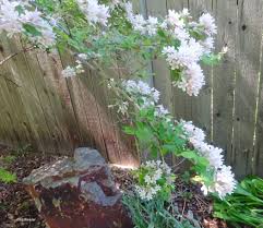 Image result for Kolkwitzia amabilis