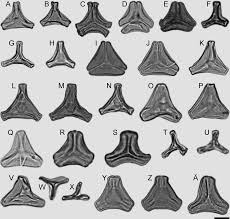 Image result for Vanwykia remota