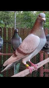 Pin By Mohamed Ahmed On Pigeons Life Pigeon Pictures Pigeon Breeds Pigeon Bird