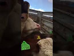 Kars Montofon Inekler 0539 613 73 73 Youtube 2020 Hayvanlar Hayvan Arilar