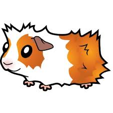 Guinea pig gifs images and graphics. Best Guinea Pig Clip Art 8303 Clipartion Com