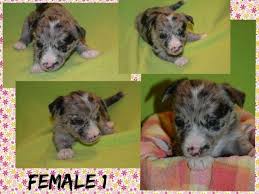 They have a rich history of being bred to herd livestock, such as sheep. Australian Shepherd Westie Mix Pup For Sale In Burlington Colorado Classified Americanlisted Com