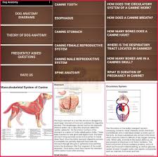 Arterial circulatory system of the dog medical veterinary science educational vector illustration. Dog Anatomy Canine Anatomy App Free Googleplay Computelogy
