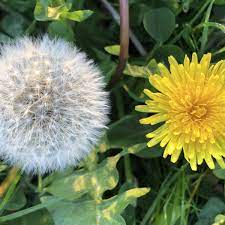 Von april bis juni blüht er. Bio Lowenzahn Taraxacum Officinale Asteraceae Naturkrautergarten