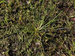 Image result for Isoetes