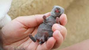 Hand Feeding A Newborn Baby Bunny Youtube