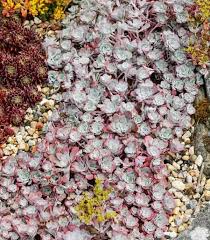 Well Behaved Award Winner Sedum Spathulifolium Purpureum Stonecrop Is A Ground Hugging Evergreen Perennial Forming An Sedum Perennials Plant Combinations