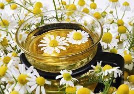 8 Reasons Chamomile Tea May Be The Best Herbal Tea 1 Chamomile Tea Best Herbal Tea Chamomile Growing