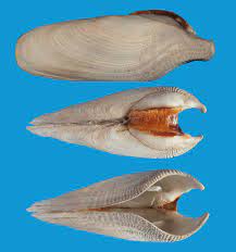 Il prelievo e la commercializzazione dei datteri di mare sono stati dichiarati illegali in quanto questi molluschi bivalvi si sviluppano in un modo particolare.scavano infatti nelle rocce marine, con una crescita molto lenta che può durare anche 35 anni, e diventano tutt'uno con il materiale roccioso.proprio per questo motivo per prelevarli è necessario l'utilizzo di mezzi molto invasivi che. Conchiglie 5 Le Specie Protette Del Mar Mediterraneo Parte Terza Ponza Racconta