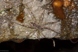 We did not find results for: Spiders In Winter Vermont Center For Ecostudies