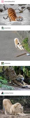 Stretching Cute Animals Funny Animals Cute Funny Animals