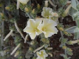 Image result for Convolvulus farinosus