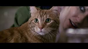 Moisés oliveira cinema deixe um comentário 87 visualizações. A Street Cat Named Bob 2016 Imdb