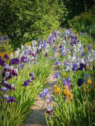 A Path Lined With Irises Beautiful Gardens Monet Garden Giverny Dream Garden