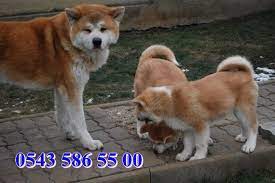 satilik akita inu yavrulari bursa kopek ciftligi http www heavendog net satilik akita inu yavrulari html kopek akita resim