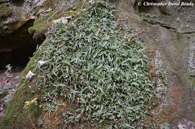 Image result for Asplenium goetzei