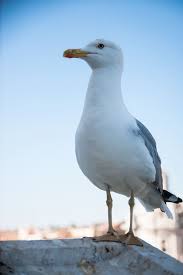 Sowohl möwen als auch albatros sind wichtige vogelarten, die um das meer leben. Seagull Bird Seevogel Animal Flying Animal World Albatross Animal Themes Vertebrate Animals In The Wild Pxfuel