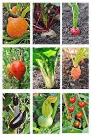 Sie werden ab ende märz gesetzt, sofern sich der boden schon etwas erwärmt hat, und im juli oder august geerntet. Gemuse Garten Stock Bild Colourbox