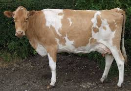 Is This The Best Guernsey Cow Family In The Uk Guernsey Cow Cow Farm Cow