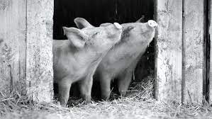 Gunda, which was produced by outspoken vegan joaquin phoenix, has its own subliminal message, about meat eating. Gunda Trailer Joaquin Phoenix Produced Animal Rights Film Indiewire