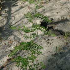 Image result for Phyllanthus paxii