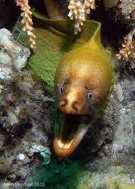 Eel Emilyfreemanphotography Man Photography Fish Pet Diving Board
