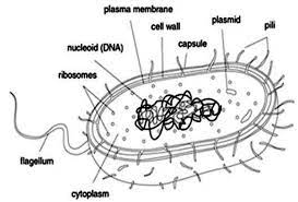 Check spelling or type a new query. Draw A Diagram Of A Prokaryotic Cell And Label At Least Four Parts In It Sarthaks Econnect Largest Online Education Community