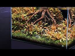 Pin By Sq Phoon On Aquascape In 2020 Nature Aquarium Planted Aquarium Aquascape