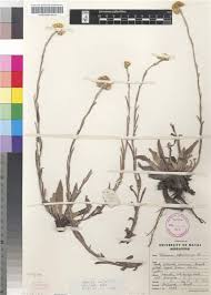 Image result for Helichrysum cephaloideum