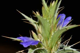 Image result for Blepharis integrifolia