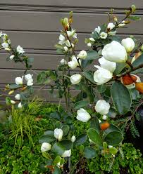 Image result for Mechowia grandiflora