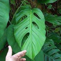 Monstera Lechleriana Is A Large Growing Aroid With Dark Green Leaves That Are Oval To Spear Shaped When Juvenile The Foliage Plants Plant Leaves Indoor Plants