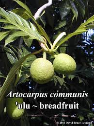 Image result for Artocarpus